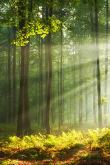 Jesienny poranek w starym lesie