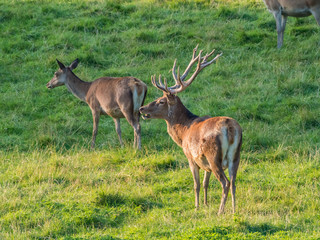 Perthshire / Szkocja - 25 sierpień 2019: Zwierzęta obok Zamku Blair w sierpniowy słoneczny dzień