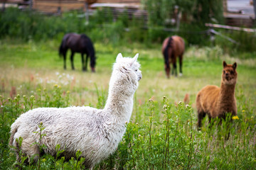 zwierzęta domowe na pastwisku