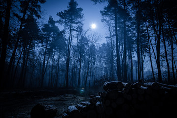 Dark night forest