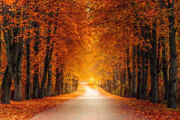 autumn alley along with tall trees with lush vibrant orange yellow foliage and bright sunlight in the distance