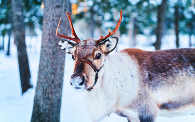 Sanie reniferów w Finlandii w Rovaniemi na farmie Lapland. Świąteczne sanie na zimowym safari na sankach ze śniegiem na północnym biegunie Arktyki Finlandii. 