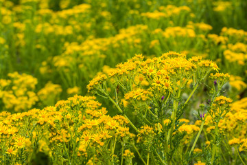 ragwort