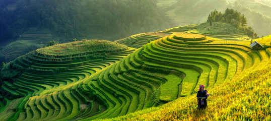 Mu Cang Chai, Vietnam landscape terraced rice field near Sapa. Mu Cang Chai rice fields stretching across mountainside in Vietnam.