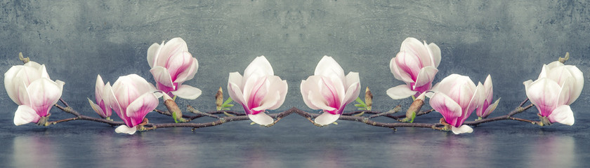 Piękna kwitnąca magnolia gałąź odizolowywająca na popielatym antracytowym tło panoramy sztandarze długim