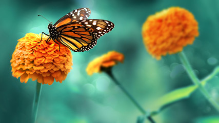 Monarch pomarańczowy motyl i jasne letnie kwiaty na tle niebieskich liści w bajkowym ogrodzie.