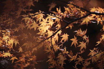 Autumnal landscape of Suizawa maple valley in the Mie Prefecture of Japan