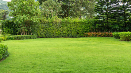 Fresh green burmuda grass smooth lawn as a carpet with curve form of bush, trees on the background, good maintenance lanscapes in a garden under cloudy sky and morning sunlight