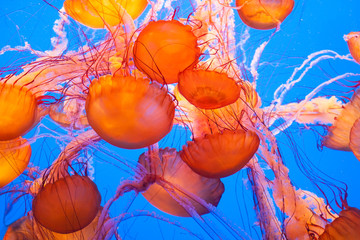 colorful jellyfish