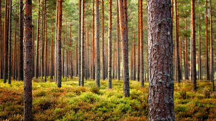Beautiful Latvian forest landscape in autumn colors. Amazing sea side Pine tree forests with fresh and soft moss ground.