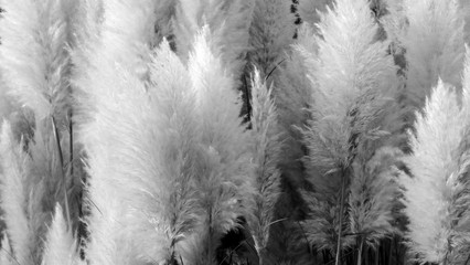 CZARNO BIAŁE LIŚCIE