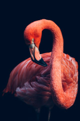 Zbliżenie: różowy ptak flamingo