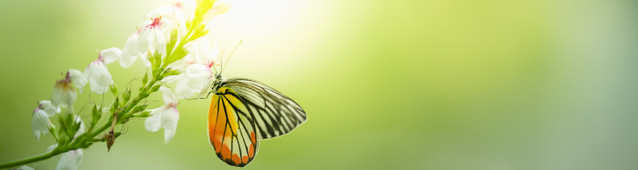 Zbliżenie natury widok motyl na zamazanym tle w ogródzie z kopii przestrzenią używać jako tło naturalny krajobraz, ekologia, świeży okładkowej strony pojęcie.