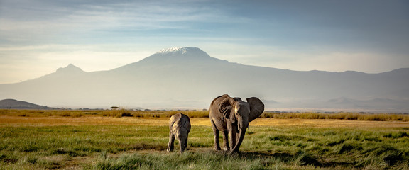 elephants in front of kilimanjaro