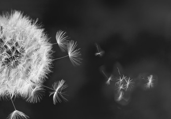 czarno biały dmuchawiec