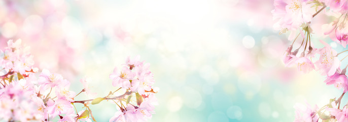 Pink cherry tree blossom flowers blooming in spring, easter time against a natural sunny blurred garden banner background of blue, yellow and white bokeh.