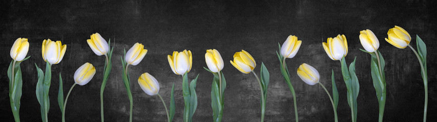 Wiosna tło panorama transparent - żółte białe tulipany na białym tle na czarnej betonowej kamiennej teksturze