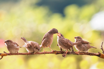 ptak karmi swoje małe śmieszne żółte usta Wróbla siedzącego na gałęzi w letnim słonecznym ogrodzie