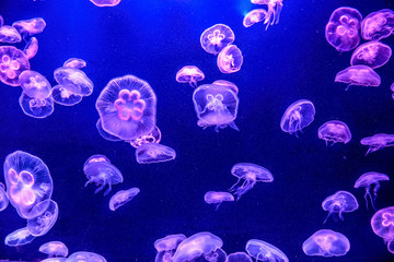 The beautiful jellyfish under the purple neon light in the aquarium