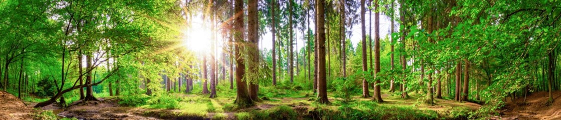 Beautiful forest panorama with large trees and bright sun