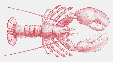 American lobster homarus americanus, delicious seafood from the Atlantic coast of the United States