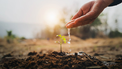 hand watering young plant in garden with sunrise