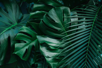 Zielone liście Monstera lub Monstera Deliciosa w ciemnych odcieniach, tle lub z zielonymi liśćmi tropikalnego lasu sosnowego dla kreatywnych elementów projektu.