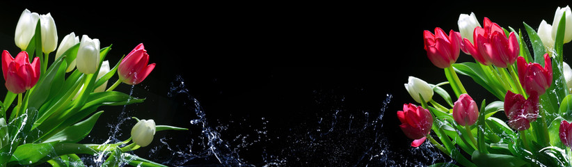 Białe i różowe tulipany z rozpryskami wody przed czarnym tłem jako panorama