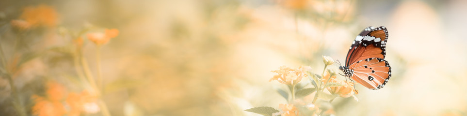 widok motyla w ogrodzie