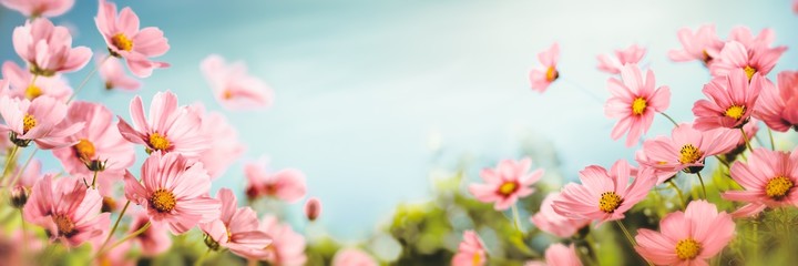 Kwiat kosmosu w polu