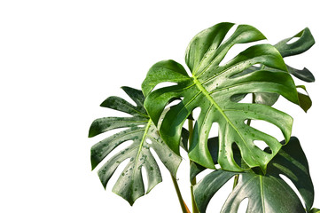 Monstera na białym tle