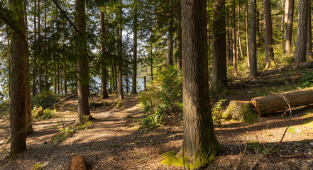 forest trail leading to lake - BC