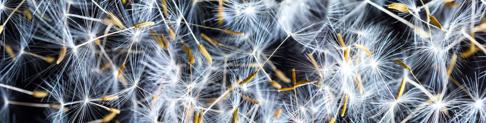 Panoramiczny widok makro nasion mniszka lekarskiego na czarnym tle