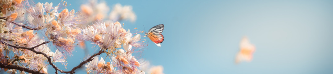 Piękny widok natury motyla na rozmytym tle w ogrodzie.