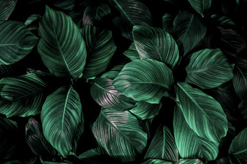 liście monstery w kolorze jesieni