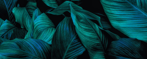 liście kokosowe, liście zielonej plam, tropikalne liście na białym tle