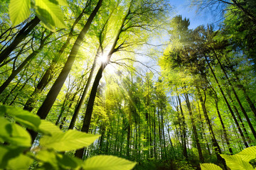 Scenic forest of fresh green deciduous trees framed by leaves, with the sun casting its warm rays through the foliage 