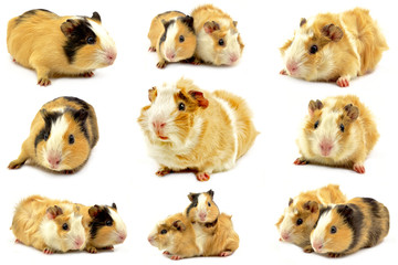 świnki morskie rozetka i gładkowłosa