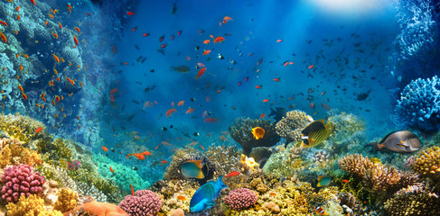 Underwater world. Coral fishes of Red sea. Egypt