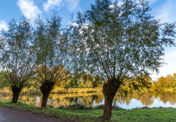 Tradycyjny, holenderski krajobraz. Rezerwat przyrody w Holandii Północnej.
