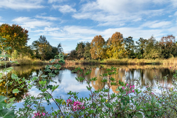 Tradycyjny, holenderski krajobraz. Rezerwat przyrody w Holandii Północnej.