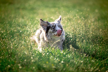 Oblizujący się border collie