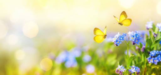 Beautiful summer or spring meadow with blue flowers of forget-me-nots and two flying butterflies. Wild nature landscape.