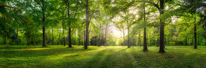 Panoramic view of a forest with sunlight shining through the trees
