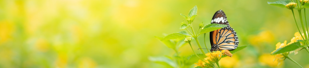 Piękny widok natury motyla na rozmytym tle w ogrodzie.