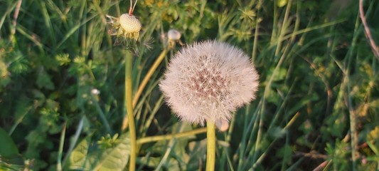 latawce dmuchawce wiatr