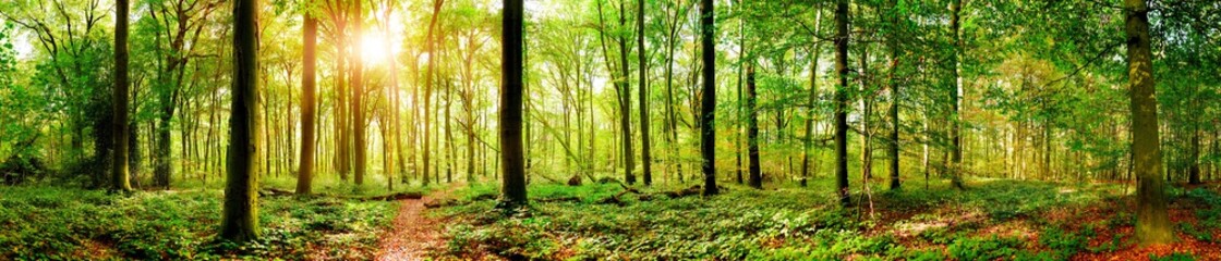 Forest panorama in autumn with hiking trail and sun shining through the trees