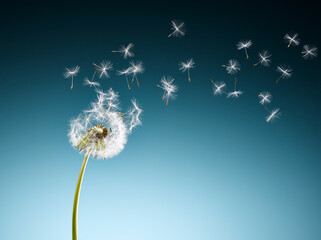 dmuchawiec i latające nasiona na niebieskim tle