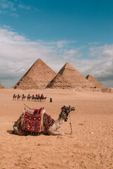 Camel sitting and resting after walk across a desert at the great pyramids of Giza, Cairo, Egypt