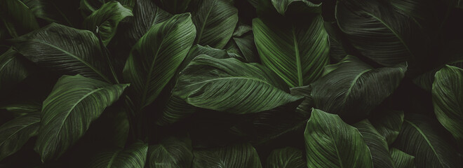 CIEMNE LIŚCIE TEKSTURA 